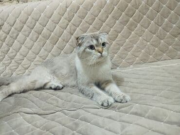 Şotland lalafo.az -da Şotland