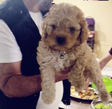 Pudel lalafo.az -da Pudel