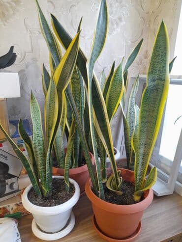 Sansevieria dekorativ otaq bitkisi - Uzun, xətlər və naxışlarla yaşıl lalafo.az -da Sansevieria dekorativ otaq bitkisi - Uzun, xətlər və naxışlarla yaşıl