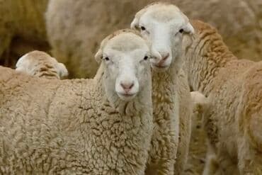 Qoyun yunu satılır.Çəkisi 800 kq.Hamısı bütöv şəkildə satılır.Real lalafo.az -da Qoyun yunu satılır.Çəkisi 800 kq.Hamısı bütöv şəkildə satılır.Real