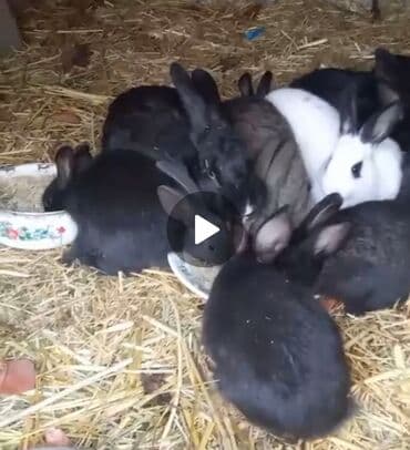 TECİLİ SATİLİR! Sağlam və baxımlı bala dovşanlar satılır. Yaş: 1–2 lalafo.az -da TECİLİ SATİLİR! Sağlam və baxımlı bala dovşanlar satılır. Yaş: 1–2