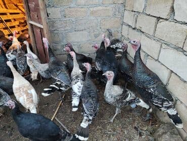 44 ədəd. Yerli sort. Xoruzlar 45 manat. Fərə 40 manat. Kom alana lalafo.az -da 44 ədəd. Yerli sort. Xoruzlar 45 manat. Fərə 40 manat. Kom alana