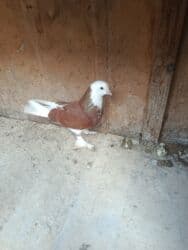 Ağ bas erkəydi ağ lələyli mayadı cut deyilər munasib qiymətə satram lalafo.az -da Ağ bas erkəydi ağ lələyli mayadı cut deyilər munasib qiymətə satram