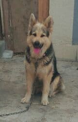 Alman çoban iti, 2 il, Dişi, Peyvəndli, Pulsuz çatdırılma lalafo.az -da Alman çoban iti, 2 il, Dişi, Peyvəndli, Pulsuz çatdırılma