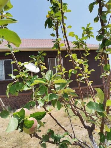 Bakı, Qala qəs., 115 kv. m, 3 otaqlı, Hovuzsuz, Kombi lalafo.az -da Bakı, Qala qəs., 115 kv. m, 3 otaqlı, Hovuzsuz, Kombi