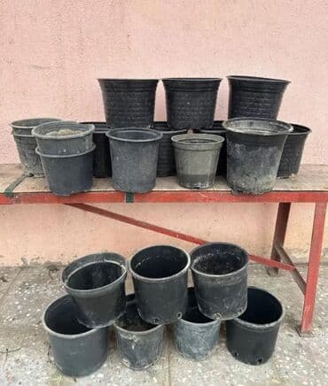 Plastik,kauçuk gül və dibçək qabları satılır. Cəmisi 60 lalafo.az -da Plastik,kauçuk gül və dibçək qabları satılır. Cəmisi 60