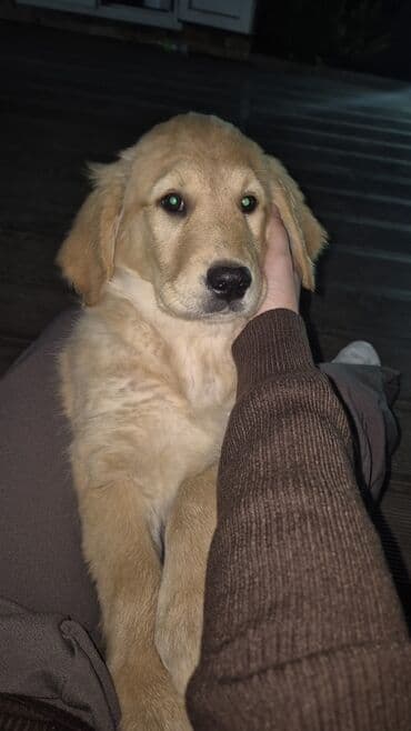 Retriever, 4 ay, Dişi, Peyvəndli lalafo.az -da Retriever, 4 ay, Dişi, Peyvəndli