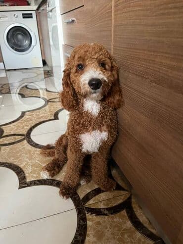 Labradoodle satilir,it korpeliyinden bizdedir mueyyen aile lalafo.az -da Labradoodle satilir,it korpeliyinden bizdedir mueyyen aile