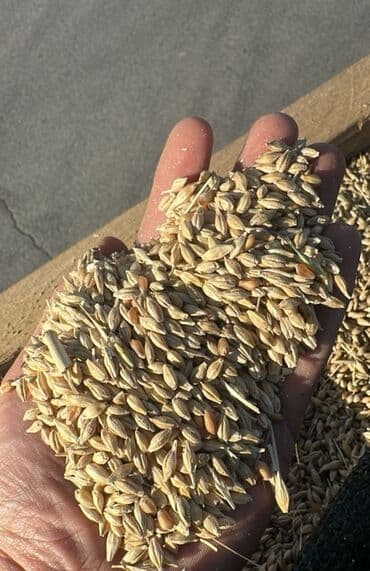 Məhsul: Arpa toxumu (qabıqlı) Toxumluq arpadir cox mehsuldar toxumdu lalafo.az -da Məhsul: Arpa toxumu (qabıqlı) Toxumluq arpadir cox mehsuldar toxumdu