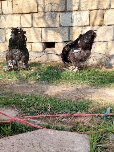 Toyuq, Damazlıq lalafo.az -da Toyuq, Damazlıq