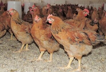 Toyuq, Ətlik, Ünvandan götürmə lalafo.az -da Toyuq, Ətlik, Ünvandan götürmə