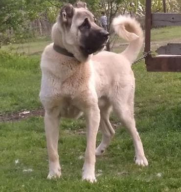 Kanqal, Peyvəndli lalafo.az -da Kanqal, Peyvəndli