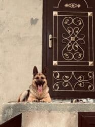 Avçarka 1 yaşı var erkəkdir, 270 manat. Binə atçılıq (9801) KİFA75 lalafo.az -da Avçarka 1 yaşı var erkəkdir, 270 manat. Binə atçılıq (9801) KİFA75