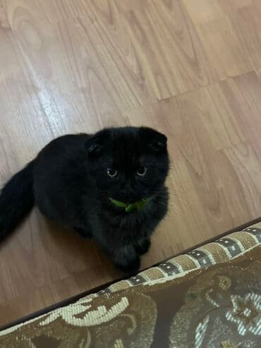 Şotland, Erkək, Yaxşı əllərə lalafo.az -da Şotland, Erkək, Yaxşı əllərə