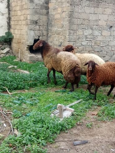 Erkək, Qala, il: 2, 110 kq, Damazlıq, Ünvandan götürmə lalafo.az -da Erkək, Qala, il: 2, 110 kq, Damazlıq, Ünvandan götürmə