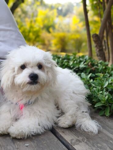 Maltipoo pudel qarisiqidir,6 ayliqdir oynamagi cox sevir lalafo.az -da Maltipoo pudel qarisiqidir,6 ayliqdir oynamagi cox sevir