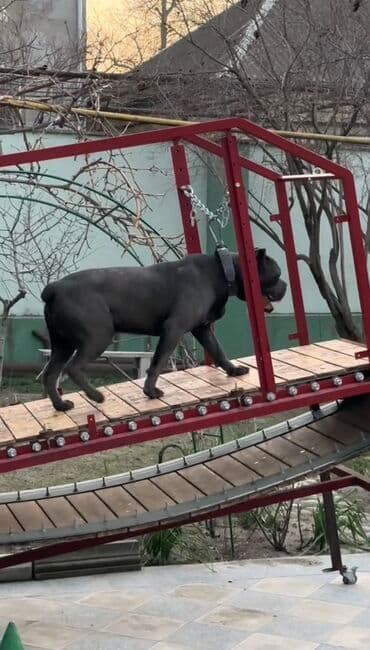 It ucun qacis aparati. Cox boyuk mohkem aparatdi. Ozum yigmisham lalafo.az -da It ucun qacis aparati. Cox boyuk mohkem aparatdi. Ozum yigmisham