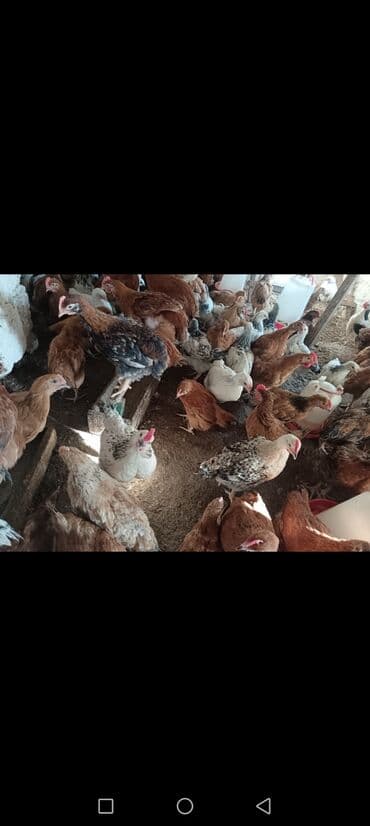 Honda 50 sm3, 3 km, ilkin ödəniş: Yox lalafo.az -da Honda 50 sm3, 3 km, ilkin ödəniş: Yox