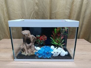 Dördbucaq akvarium, Boş, 10 l, Ünvandan götürmə, Pulsuz çatdırılma, Ödənişli çatdırılma lalafo.az -da Dördbucaq akvarium, Boş, 10 l, Ünvandan götürmə, Pulsuz çatdırılma, Ödənişli çatdırılma