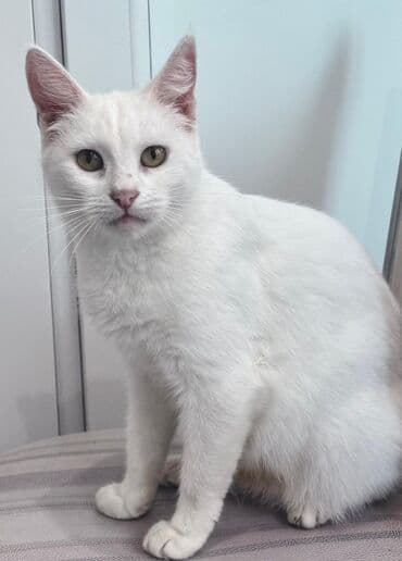 Yaxşı əllərə lalafo.az -da Yaxşı əllərə