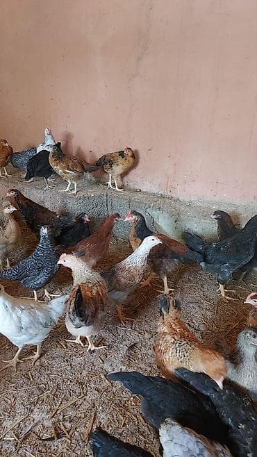 Toyuq cücələri, Damazlıq lalafo.az -da Toyuq cücələri, Damazlıq