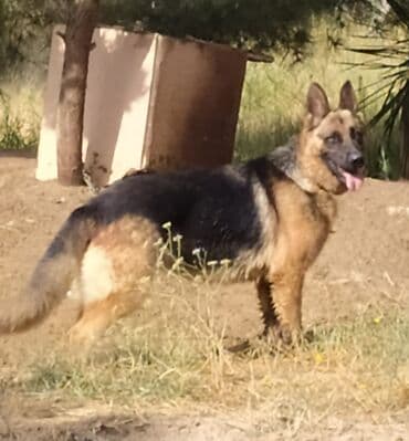 Alman çoban iti, 1 il, Dişi, Cütləşmə üçün, Ünvandan götürmə lalafo.az -da Alman çoban iti, 1 il, Dişi, Cütləşmə üçün, Ünvandan götürmə