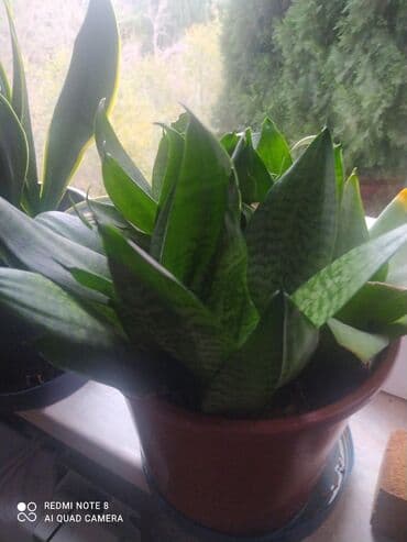 20manat biri.obiri 22 manat.asagi yeri var lalafo.az -da 20manat biri.obiri 22 manat.asagi yeri var