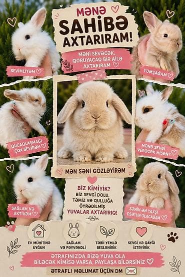 •Ana və atası Holland cinsidir. • Ev şəraitində böyüyüblər. • Mehriban lalafo.az -da •Ana və atası Holland cinsidir. • Ev şəraitində böyüyüblər. • Mehriban