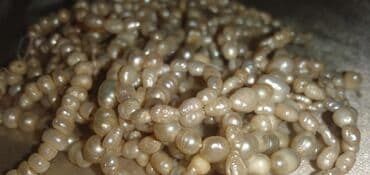 Qapıların təmiri: Qədimi təbii mirvariler, şekilde göründüyü kimidir. 700 ədəd,iri və lalafo.az -da — 2 Qapıların təmiri: Qədimi təbii mirvariler, şekilde göründüyü kimidir. 700 ədəd,iri və — 2