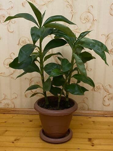 Otaq bitkisi – Drasena (Dracaena fragrans tipli), plastik dibçək və lalafo.az -da Otaq bitkisi – Drasena (Dracaena fragrans tipli), plastik dibçək və