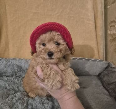 Pudel, 2 ay, Erkek, Peyvəndli lalafo.az -da Pudel, 2 ay, Erkek, Peyvəndli