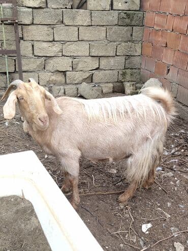 Keçilər dəsti satılır – ümumi 6 baş • 1 baş hələpnən × sanen dönməsi lalafo.az -da Keçilər dəsti satılır – ümumi 6 baş • 1 baş hələpnən × sanen dönməsi