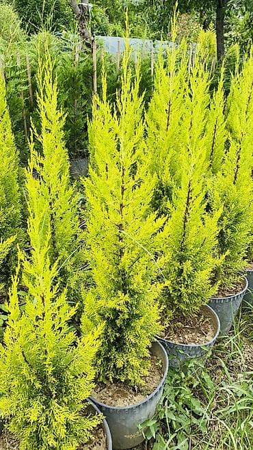 Limonni yolka say hal hazırda 800 eded var sifariş üçün əlaqə saxlaya lalafo.az -da Limonni yolka say hal hazırda 800 eded var sifariş üçün əlaqə saxlaya