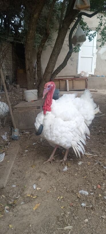 Erkək, Damazlıq lalafo.az -da Erkək, Damazlıq