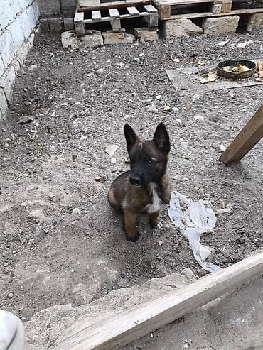 2 ay, Dişi, Ödənişli çatdırılma lalafo.az -da 2 ay, Dişi, Ödənişli çatdırılma