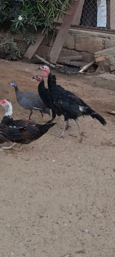 Hinduşka Cütü 70 manat Ünvan Binə lalafo.az -da Hinduşka Cütü 70 manat Ünvan Binə