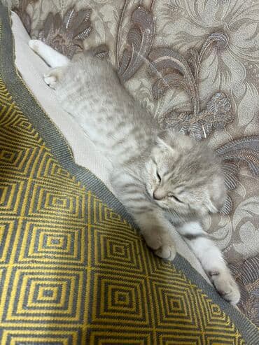 Şotland lalafo.az -da Şotland