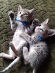 Реечные панели: Самец, Самка, В добрые руки at lalafo.az — 9 Реечные панели: Самец, Самка, В добрые руки — 9