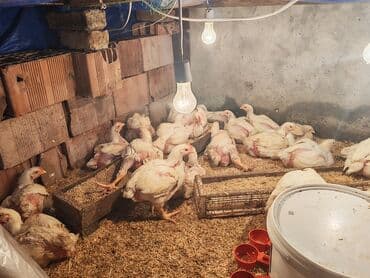 Toyuq, Broyler, Ətlik, Ödənişli çatdırılma lalafo.az -da Toyuq, Broyler, Ətlik, Ödənişli çatdırılma