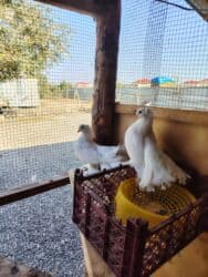 Ağ rəngli şəbəkəli quyruqlu göyərçin cütü - Növ: dekorativ lalafo.az -da Ağ rəngli şəbəkəli quyruqlu göyərçin cütü - Növ: dekorativ