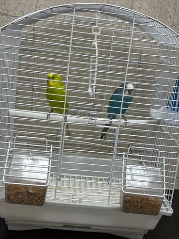 Qefesle birlikde satilir. 2si de erkekdir lalafo.az -da Qefesle birlikde satilir. 2si de erkekdir