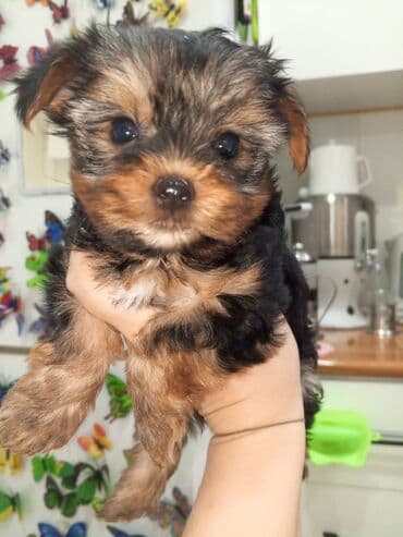 Yorkşir teryer, 2 ay, Dişi, Ünvandan götürmə lalafo.az -da Yorkşir teryer, 2 ay, Dişi, Ünvandan götürmə