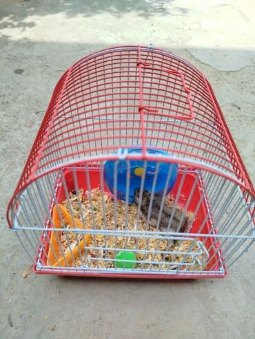 1 aydı alınıb hər şeyi var.su qabı, yemək qabı, qəfəsi lalafo.az -da 1 aydı alınıb hər şeyi var.su qabı, yemək qabı, qəfəsi