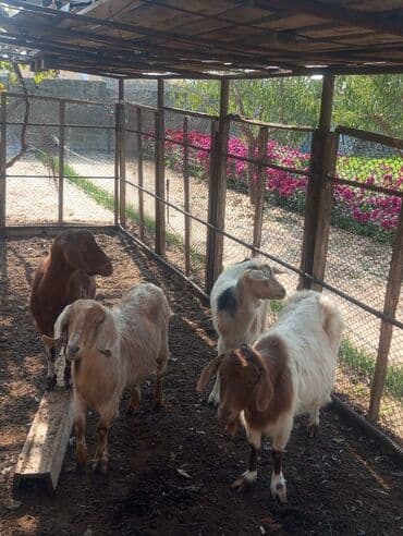 Salam temiz 4 baş keçiler satilir hamsi disidir hamsida ki boğazdir lalafo.az -da Salam temiz 4 baş keçiler satilir hamsi disidir hamsida ki boğazdir