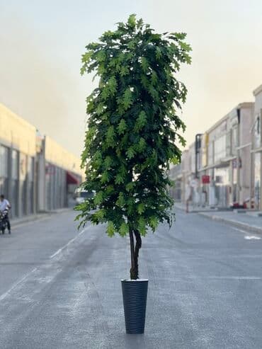 Bitki dərmanları: Böyük ölçülü dekorativ qapalı-açıq bitki (qazon ağacı görünüşlü) – lalafo.az -da — 1 Bitki dərmanları: Böyük ölçülü dekorativ qapalı-açıq bitki (qazon ağacı görünüşlü) – — 1