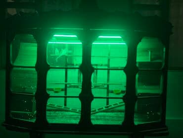 Quş üçün qəfəs İçərisində parakeet cinsi 4 ədəd quş var 2 dişi 2 erkək lalafo.az -da Quş üçün qəfəs İçərisində parakeet cinsi 4 ədəd quş var 2 dişi 2 erkək