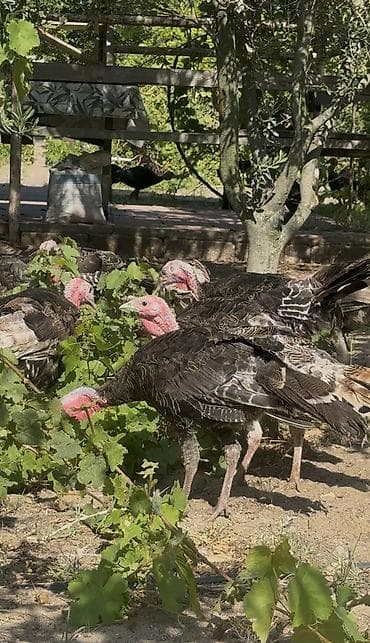 3 ay yarımlıq tam sağlam hinduşkalardı. Təmiz Amerika Bronz cinsidir lalafo.az -da 3 ay yarımlıq tam sağlam hinduşkalardı. Təmiz Amerika Bronz cinsidir