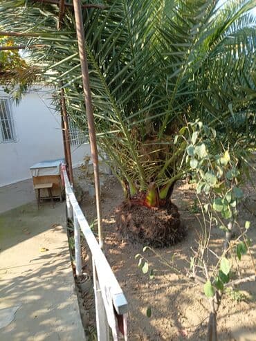 Букетные цветы: Təcili satılır.Ağac Maștağdadır at lalafo.az — 1 Букетные цветы: Təcili satılır.Ağac Maștağdadır — 1