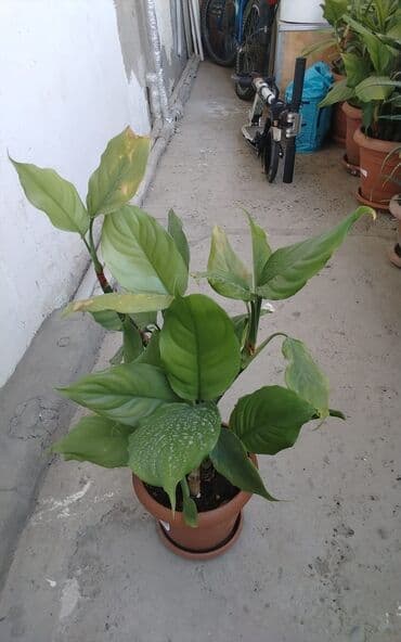 Удобрения: Qadın xöşbəxtliyi gülü, torpağı münbit torpaqdır,gül sağlamdır,ev və at lalafo.az — 2 Удобрения: Qadın xöşbəxtliyi gülü, torpağı münbit torpaqdır,gül sağlamdır,ev və — 2