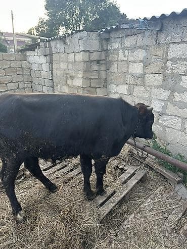 Qara rəngli erkək buzov/simana yaxın dana - Cins: qara yerli dana - at lalafo.az Qara rəngli erkək buzov/simana yaxın dana - Cins: qara yerli dana -